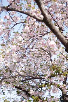 散歩写真:桜