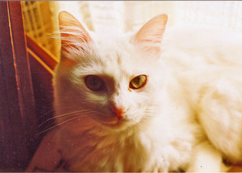 愛猫写真