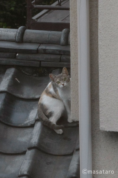 屋根の上の猫さん