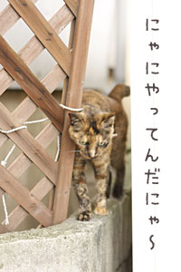 迷子の案内猫1