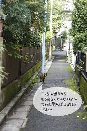 迷子の案内猫3