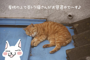 茶トラ猫のお昼寝