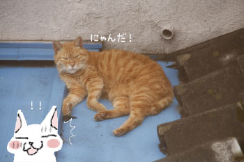 茶トラ猫のお昼寝