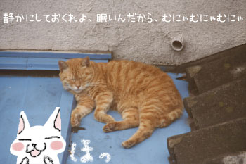茶トラ猫のお昼寝