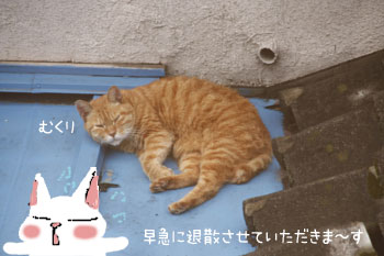 茶トラ猫のお昼寝