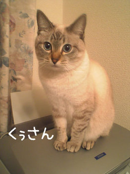 愛猫くぅちゃん