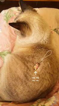 愛猫くぅちゃん