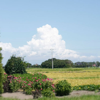 稲刈りに行ってきました!!