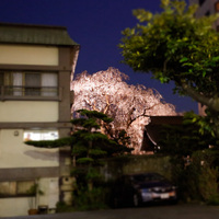 2013年の桜