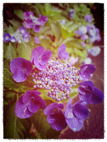 2015-06-211Fotor.jpg