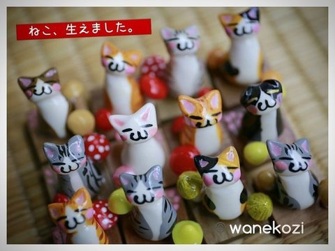 ちびねこ、生えました。