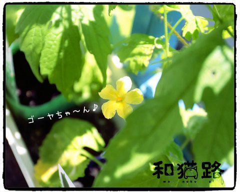 和猫路 ゴーヤの花