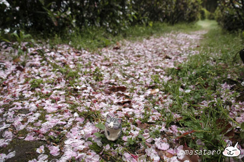 桜路