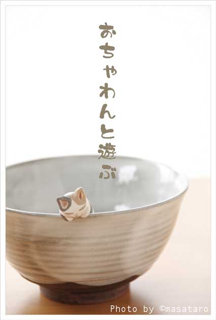 お茶碗と遊ぶ猫