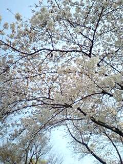 sakura01.jpg