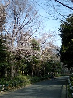 sakura02.jpg
