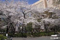 sakura.jpg