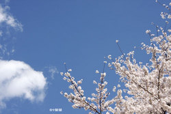 sakura02.jpg