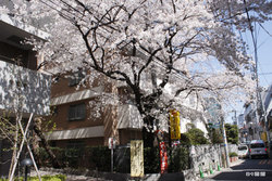 sakura03.jpg