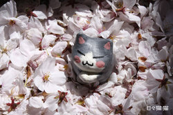 sakuramaro.jpg
